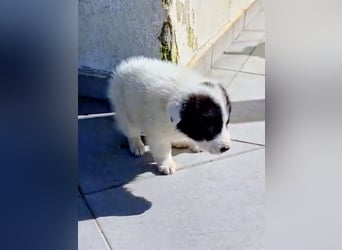 Kiran wünscht sich ein liebevolles Zuhause