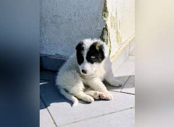 Kiran wünscht sich ein liebevolles Zuhause