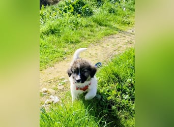 Arlo wünscht sich ein großes Körbchen