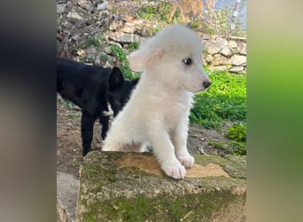 Nino – der kleine Kerl, der einmal groß wird, sucht seine Familie