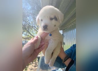 Dami wünscht sich ein liebevolles Zuhause