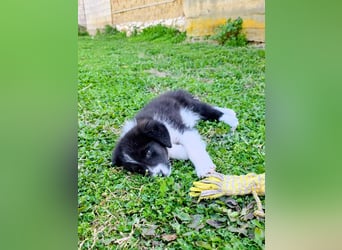 Pepe ist "ready to go" für sein Forever Home