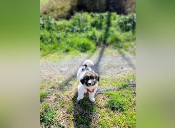 Arlo wünscht sich ein großes Körbchen