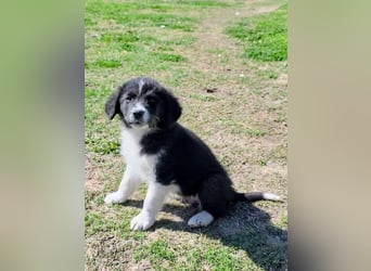 Pepe ist "ready to go" für sein Forever Home