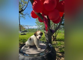 Thanos möchte bei seinen Menschen ankommen