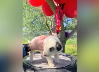 Dalia wünscht sich Sicherheit und Liebe