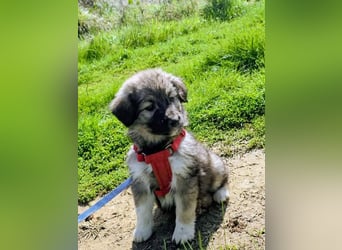 Ayla sucht ihr Für-immer-Zuhause