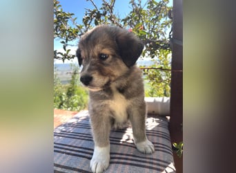 Tonic, der kleine Herzensbrecher sucht sein großes Glück