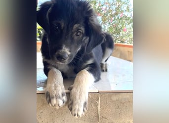 Iago – kleiner Hundejunge auf der Suche nach einem großen Leben