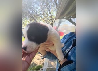 Panta sucht sein Forever Home