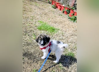 Arlo wünscht sich ein großes Körbchen