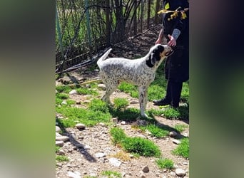 Herbie, Traumhund sucht Seelen-Menschen