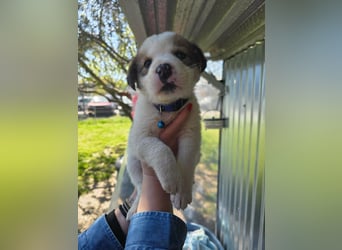 Thanos möchte bei seinen Menschen ankommen