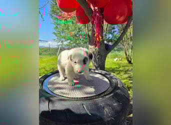 Dalia wünscht sich Sicherheit und Liebe