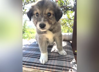 Tonic, der kleine Herzensbrecher sucht sein großes Glück