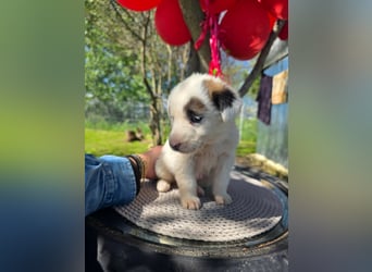 Dalia wünscht sich Sicherheit und Liebe