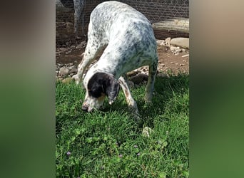 Herbie, Traumhund sucht Seelen-Menschen