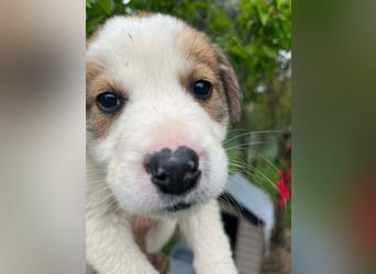 Thanos möchte bei seinen Menschen ankommen