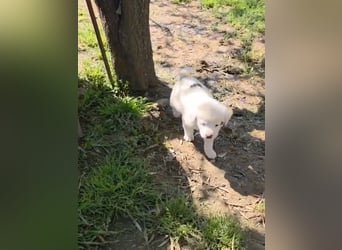 Dami wünscht sich ein liebevolles Zuhause