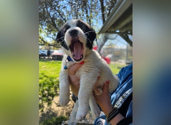 Panta sucht sein Forever Home