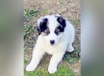 Kibo ist "ready to go" für sein Forever Home