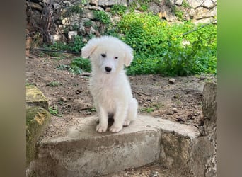 Nino – der kleine Kerl, der einmal groß wird, sucht seine Familie