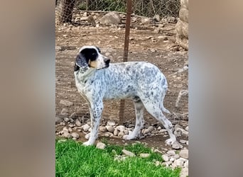 Herbie, Traumhund sucht Seelen-Menschen