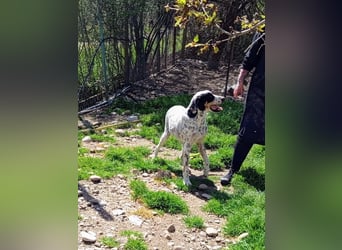 Herbie, Traumhund sucht Seelen-Menschen