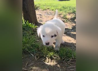 Dami wünscht sich ein liebevolles Zuhause