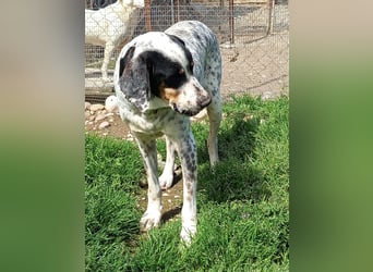 Herbie, Traumhund sucht Seelen-Menschen