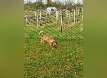 Ass sucht ein aktives Zuhause