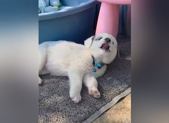 Kosmas möchte die Welt entdecken