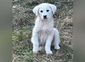Sahra – der Sonnenschein auf vier Pfoten sucht ihr Zuhause