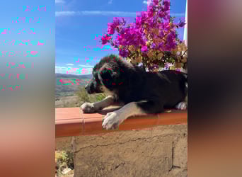 Iago – kleiner Hundejunge auf der Suche nach einem großen Leben