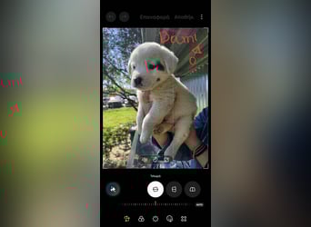 Dami wünscht sich ein liebevolles Zuhause