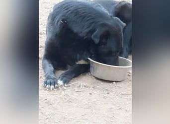 Sara niemand hat sie bisher gesehen