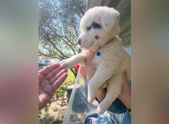 Dami wünscht sich ein liebevolles Zuhause