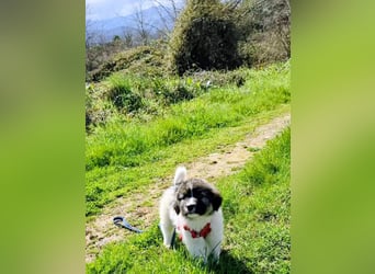 Arlo wünscht sich ein großes Körbchen