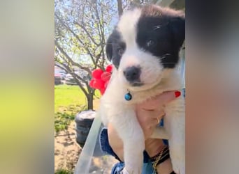 Panta sucht sein Forever Home