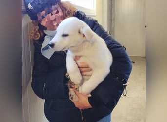 POLAR - ein kleiner Eisbär ;) sucht das große Glück