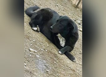 Sara niemand hat sie bisher gesehen