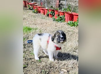 Arlo wünscht sich ein großes Körbchen