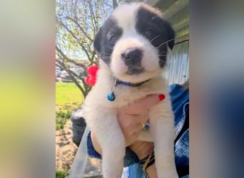 Panta sucht sein Forever Home