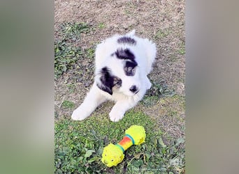 Kibo ist "ready to go" für sein Forever Home