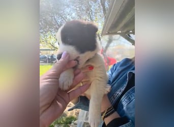 Panta sucht sein Forever Home