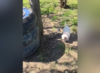 Dalia wünscht sich Sicherheit und Liebe