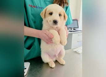 Ash sucht seine Menschen