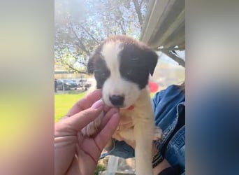 Panta sucht sein Forever Home