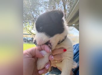 Panta sucht sein Forever Home