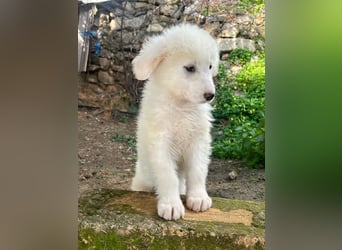 Nino – der kleine Kerl, der einmal groß wird, sucht seine Familie